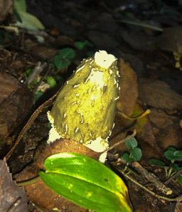 Phallus impudicus (common stinkhorn)