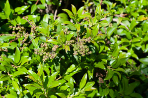 Pieris floribunda (mountain fetterbush, mountain pieris)