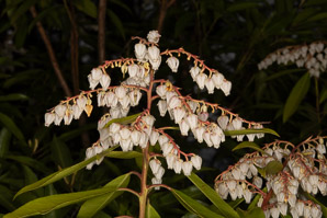 Pieris japonica (Japanese andromeda, lily-of-the-valley bush)