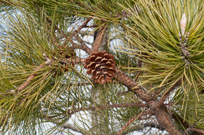 Pinus rigida (pitch pine)