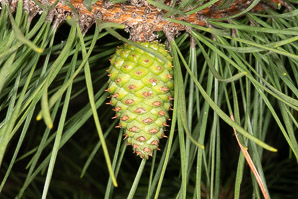 Pinus rigida (pitch pine)