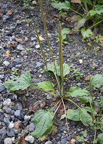 Plantago major (common plantain)