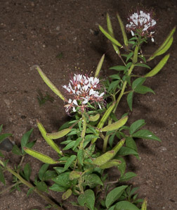 Polanisia dodecandra (large-flowered redwhisker clammyweed)