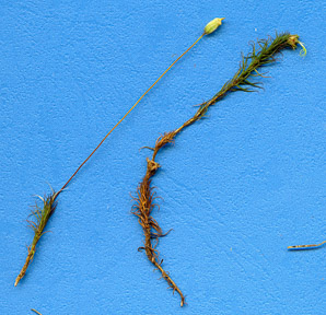 Polytrichum commune (haircap moss, common haircap moss, great golden maidenhair, great goldilocks)