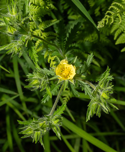 Potentilla recta (rough-fruited cinquefoil, sulphur cinquefoil)