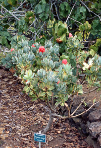 Protea grandiceps (princess protea)
