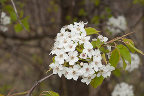 Pyrus calleryana (ornamental pear, Bradford pear, Callery pear)