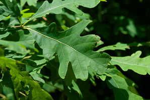 Quercus alba (Eastern white oak, white oak)