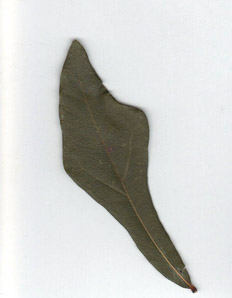 Quercus nigra (water oak)
