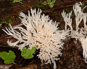 Ramariopsis kunzei (white coral)