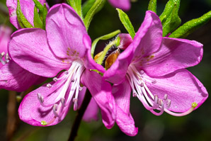 Rhododendron L. (rhododendron)