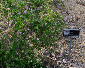 Rosa minutifolia (Otay rose, Otay Mesa rose)