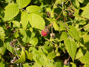 Rubus idaeus (wild raspberry)