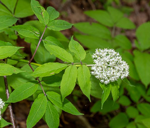 Sambucus racemosa (red elderberry, redberry elder, red-berried elder)