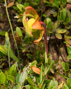 Sarracenia purpurea (purple pitcher plant, American pitcher plant, northern pitcher plant, purple pitcherplant)