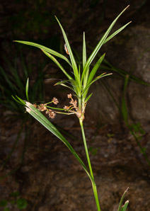 Scirpus atrovirens (green bulrush, dark-green bulrush, dark-green bullrush)