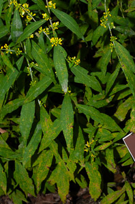Solidago caesia (wreath goldenrod, blue-stemmed goldenrod, early goldenrod)