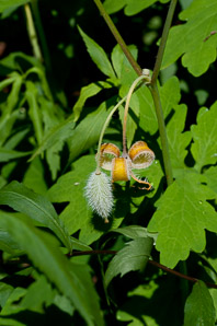 Stylophorum diphyllum (yellow wood poppy, celandine poppy)