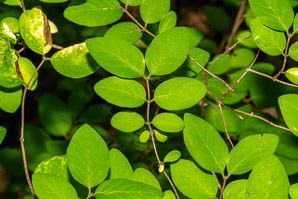 Symphoricarpos albus (common snowberry)