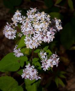 Symphyotrichum cordifolium (heart-leaved aster, broad-leaved aster, common blue wood aster)