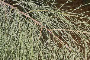 Tamarix aphylla (athel)