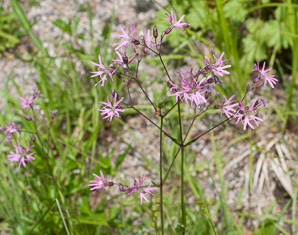 Tetraneuris herbacea (lakeside daisy)