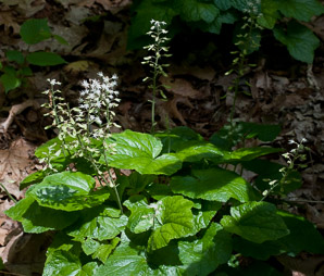 Tiarella cordifolia (heartleaf foamflower, heartleaved foamflower, foamflower, heartleaf foamfower)