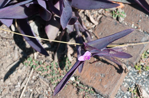 Tradescantia pallida (spiderwort)