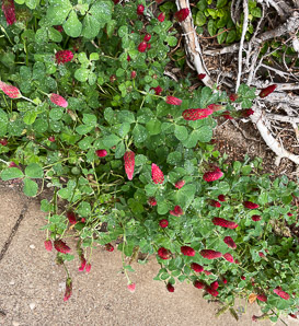 Trifolium incarnatum (crimson clover)