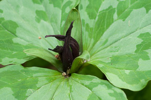 Trillium cuneatum (whippoorwill flower)