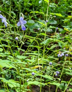 Tripora divaricata (bluebeard, blue butterflies)