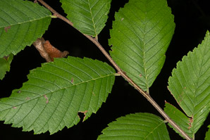 Ulmus americana (American elm)