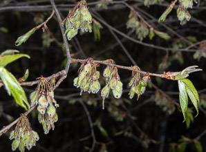 Ulmus americana (American elm)