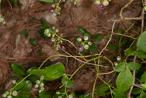 Vaccinium pallidum (hillside blueberry)