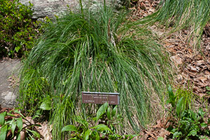 Xerophyllum asphodeloides (turkeybeard, Eastern turkeybeard, beartongue, glass-leaved helonias, mountain asphodel)