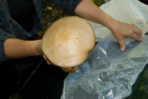 Xerula radicata (deep root mushroom, rooting shank)