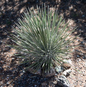 Yucca angustissima (narrow-leaved yucca)
