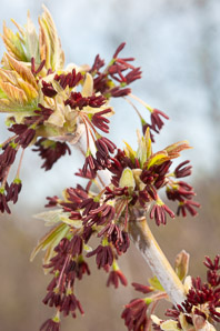 Acer negundo (boxelder, ashleaf maple, boxelder maple, Manitoba maple, California boxelder, western boxelder)