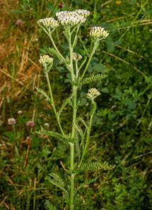 Achillea millefolium (common yarrow, gordaldo, nosebleed plant, old man’s pepper, devil’s nettle, sanguinary, milfoil, soldier’s woundwort, thousand-leaf, thousand-seal, yarrow)