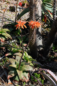 Aloe rauhii (snowflake aloe)