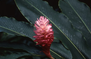 Alpinia purpurata (red ginger, jungle queen, jungle king, opuhi uteute, gengibre rojo, Tahitian ginger, ostrich plume)