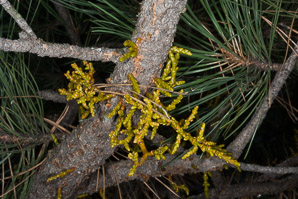 Arceuthobium spp. (mistletoe)