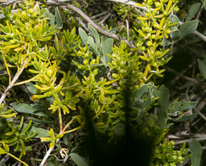 Batis maritima (saltwort, turtleweed, beachwort, pickleweed, barilla, planta de sal, camphire, herbe-à-crâbes, akulikuli-kai)