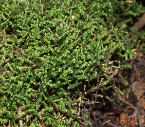Bazzania trilobata (leafy liverwort)
