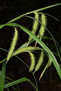 Carex gynandra (nodding sedge)