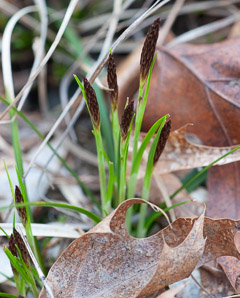 Carex pensylvanica (Pennsylvania sedge, Penn sedge, early sedge, common oak sedge, yellow sedge)