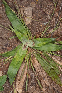 Carex platyphylla (broadleaved sedge)