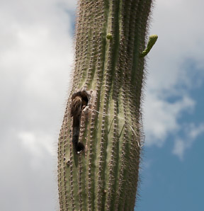 Carnegiea gigantea (saguaro, giant saguaro)