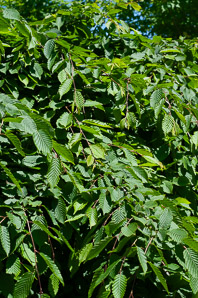 Carpinus betulus (weeping european hornbeam)