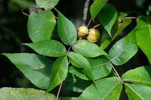 Carya glabra (pignut hickory)